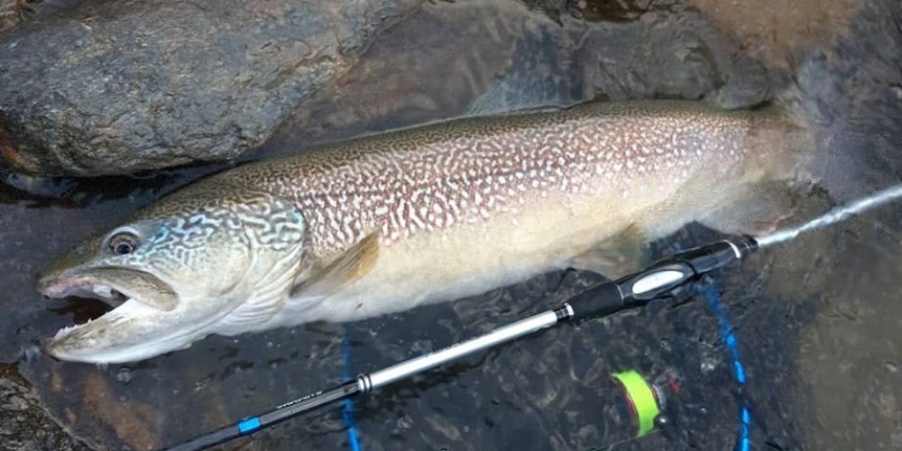 Divieto di pesca della trota marmorata