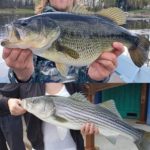 A BREVE A CHIURO….BASS E STRIPED BASS