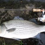 SABATO MATTINA ARRIVANO STRIP BASS E BLACK BASS